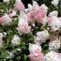 Hydrangea paniculata: najbolje sorte, opis